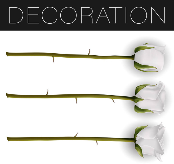 Collection of beautiful white roses with shadow Isolated on white background. Photo-realistic gradient mesh vector illustration. - Vector, Image