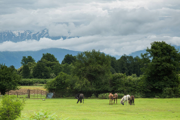 four horses graze on a green grass lawn against the background of mountains and storm sky - Foto, immagini