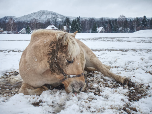 Άσπρο άλογο στο χιόνι δωρεάν βρίσκεται. Για τα άλογα είναι το τροχαίο σε φρέσκο χιόνι το πολύ δημοφιλές παιχνίδι.   - Φωτογραφία, εικόνα