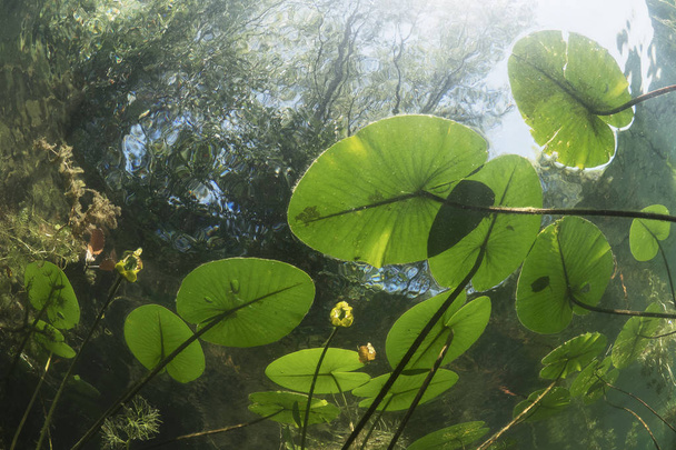 Водяная лилия (nuphar lutea) в прозрачном фунте. Подводный кадр в пресноводном озере. Природная среда обитания. Неводный мир. Подводный вид на пруд летом
.  - Фото, изображение