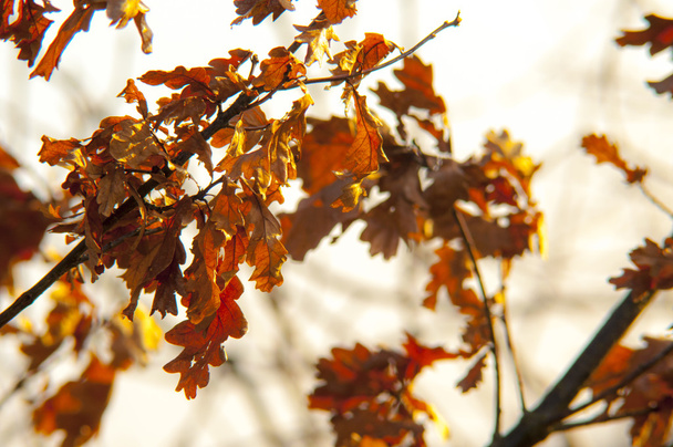 Сухие дубовые листья
 - Фото, изображение