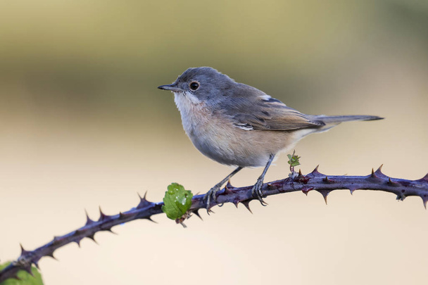Subalpine warbler female. Sylvia cantillans perched on a branch on a uniform light background - Photo, Image