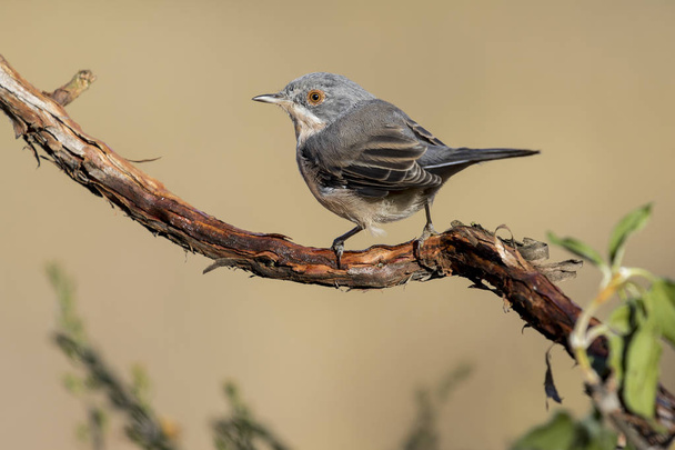 Subalpine warbler male. Sylvia cantillans perched on a branch - Photo, Image