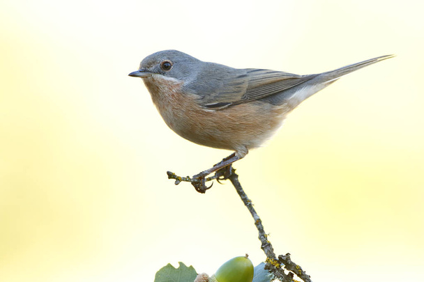 Subalpine warbler male. Sylvia cantillans perched on a branch on a uniform light background - Photo, Image