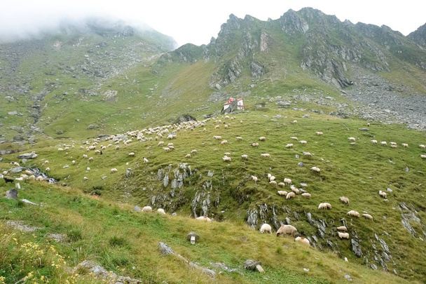 Отара овець і ОЗУ пастися на зелені схили гір Fagaras, Румунія. - Фото, зображення
