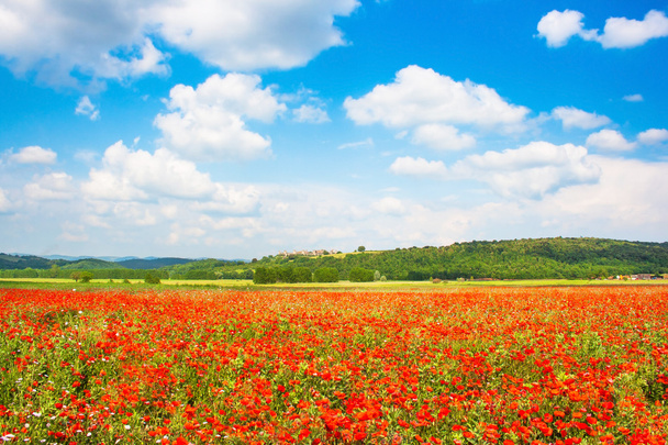 Beautiful landscape with field of red poppy flowers and blue sky in Tuscany, Italy - Photo, Image