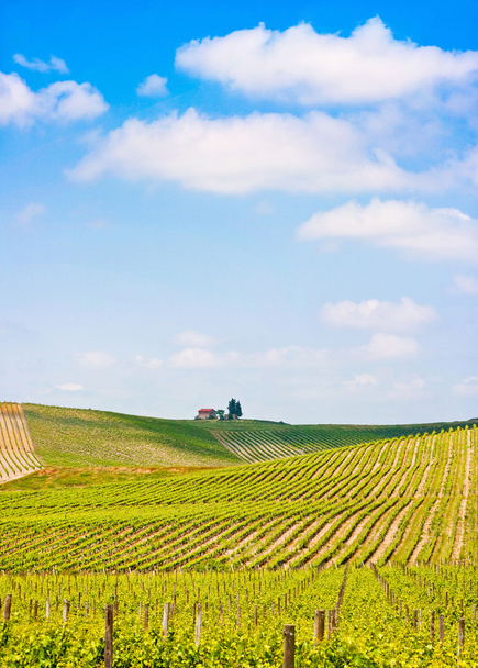 Живописный пейзаж Тосканы с виноградником в регионе Кьянти, Тоскана, Италия
 - Фото, изображение