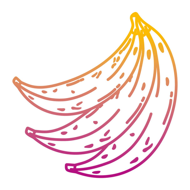 Деградированная линия вкусные бананы фрукты органические витамины векторной иллюстрации
 - Вектор,изображение