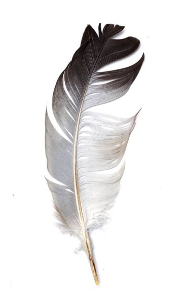 pluma de un pájaro sobre un fondo blanco - Foto, imagen