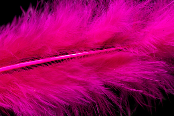 plumas de color brillante primer plano como fondo
 - Foto, Imagen