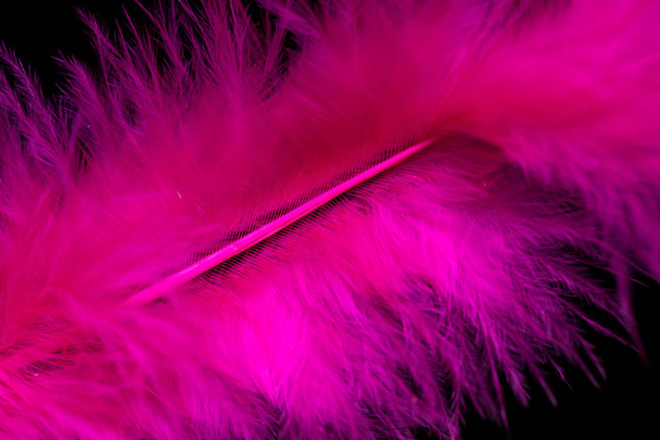 bright colored feathers close-up as a background - Photo, Image