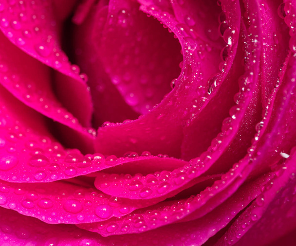 escarlata rosa flor primer plano gota de agua estudio
 - Foto, Imagen