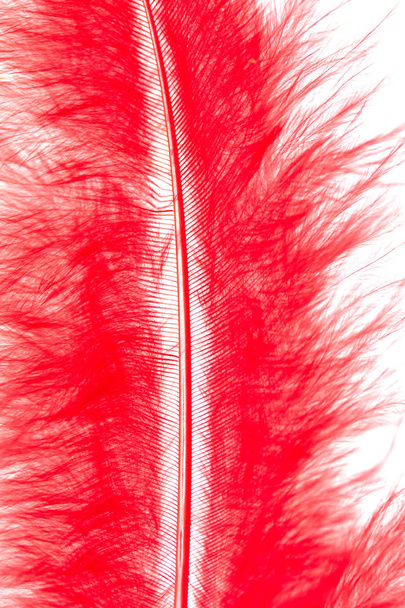 plumes de couleur vive gros plan comme fond
 - Photo, image