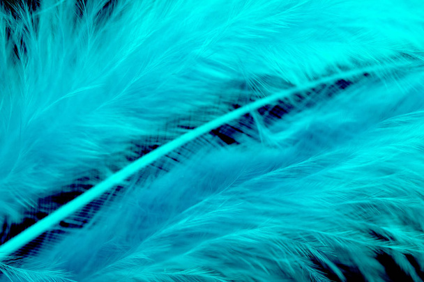 plumas de color brillante primer plano como fondo
 - Foto, Imagen