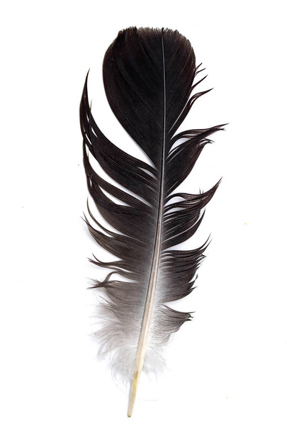pluma de un pájaro sobre un fondo blanco - Foto, imagen