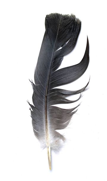 egy fehér hátterű madár tolla - Fotó, kép