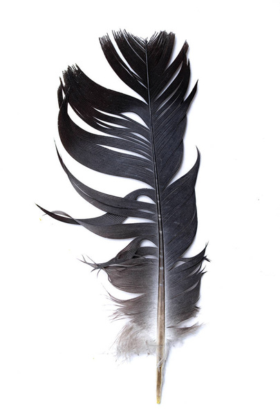 Beyaz arkaplanda kuş tüyü - Fotoğraf, Görsel