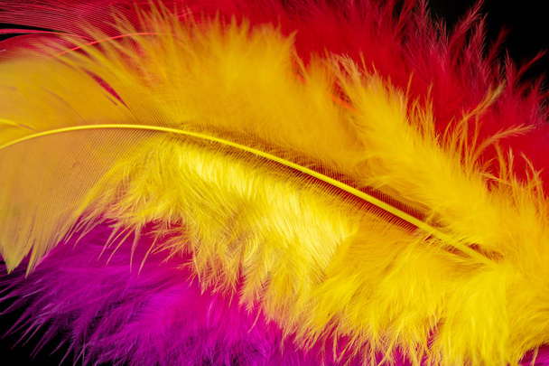 helder gekleurde veren close-up als achtergrond - Foto, afbeelding