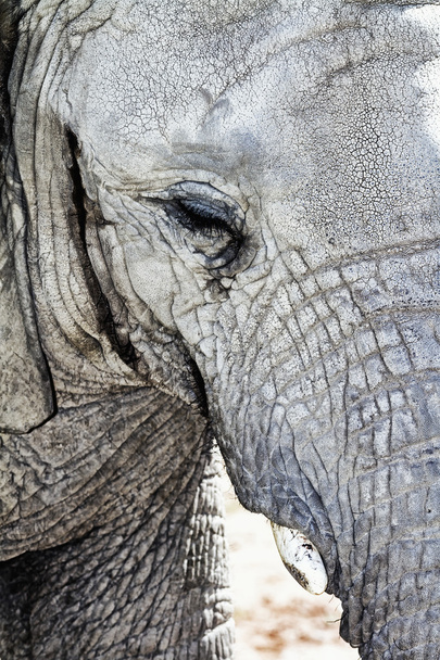 bir fil baş soyut detay - Fotoğraf, Görsel