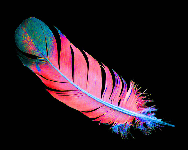 pluma de pájaro brillante sobre un fondo negro
 - Foto, imagen