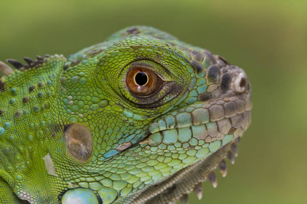 a macro of a fantastic green iguana eye - 写真・画像