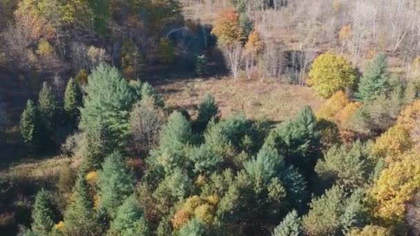 Aerial view of colored autumn trees in the forest. Drone panning. - Video