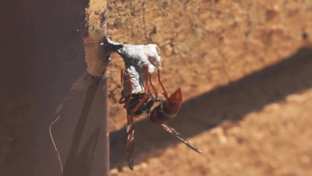 Avispas construyendo un nido en el alféizar de una casa Sydney Australia
 - Imágenes, Vídeo
