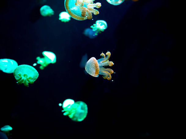 Close-up Jellyfish, Medusa in fish tank with neon light. Jellyfish is free-swimming marine coelenterate with a jellylike bell- or saucer-shaped body that is typically transparent. - Foto, immagini