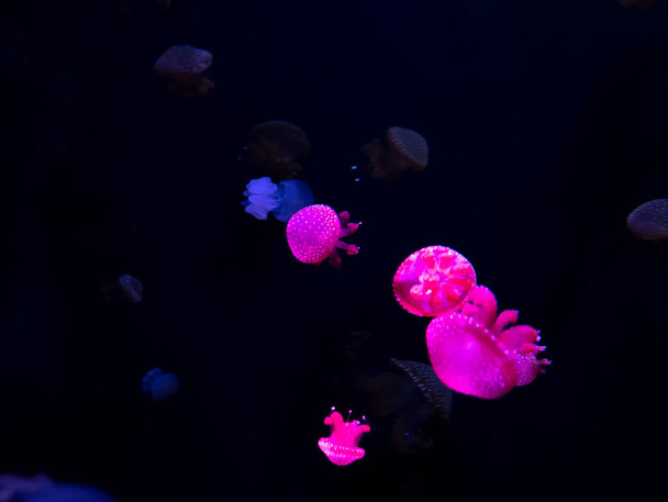 Close-up Jellyfish, Medusa in fish tank with neon light. Jellyfish is free-swimming marine coelenterate with a jellylike bell- or saucer-shaped body that is typically transparent. - 写真・画像