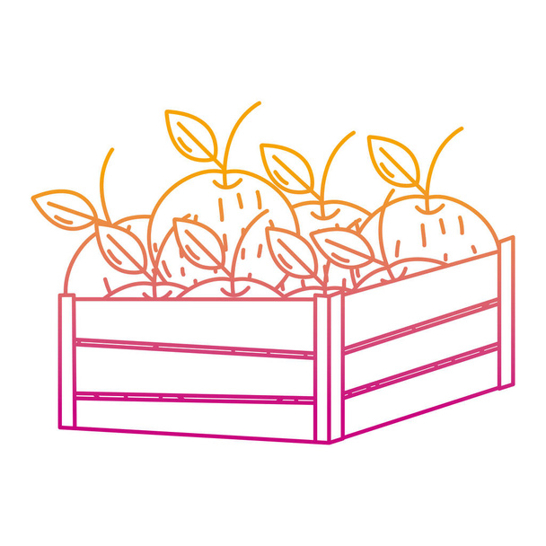 abgebaut Linie köstliche Orangen Früchte innerhalb Holz Korb Vektor Illustration - Vektor, Bild