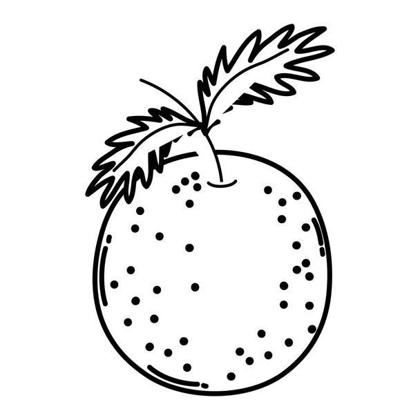 Linie köstliche frische orange organische Früchte Vektor Illustration - Vektor, Bild