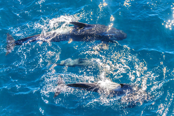 Длинноплавниковые летные киты в Южной Атлантике
 - Фото, изображение