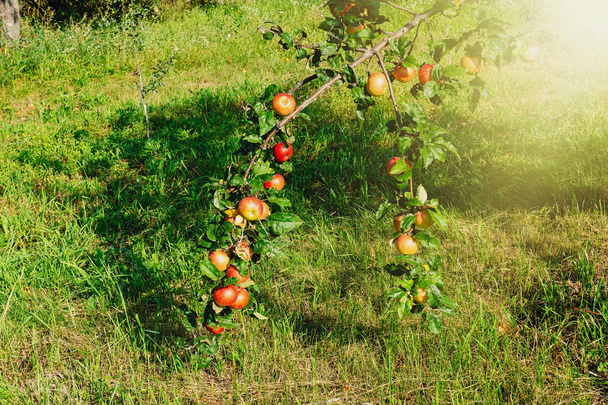 Apple Garden. ripe apples on a tree. Red apples. - Valokuva, kuva