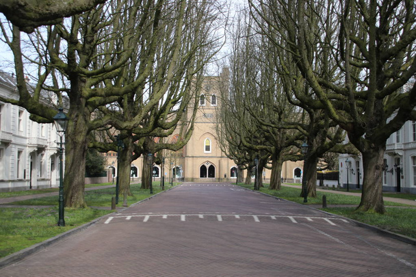 Straße namens sophialaan mit ganz besonderen Bäumen, die am ehemaligen königlichen Pferdeplatz von König Willem II endet - Foto, Bild