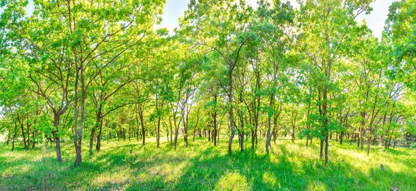 Panorama verde del bosque - paisaje panorámico con la luz del sol brillando entre los árboles
 - Foto, Imagen