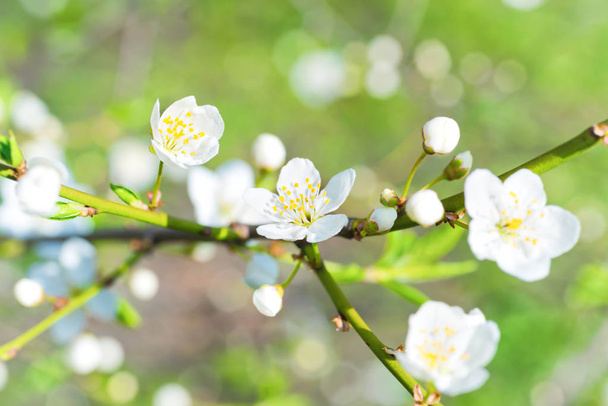 Весняні квітучі білі весняні квіти на сливовому дереві на м'якому квітковому тлі
 - Фото, зображення