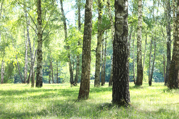 Beautiful birch trees with white birch bark in birch grove - Zdjęcie, obraz