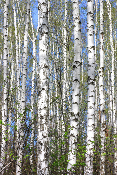 Beautiful birch trees with white birch bark in birch grove - Photo, Image