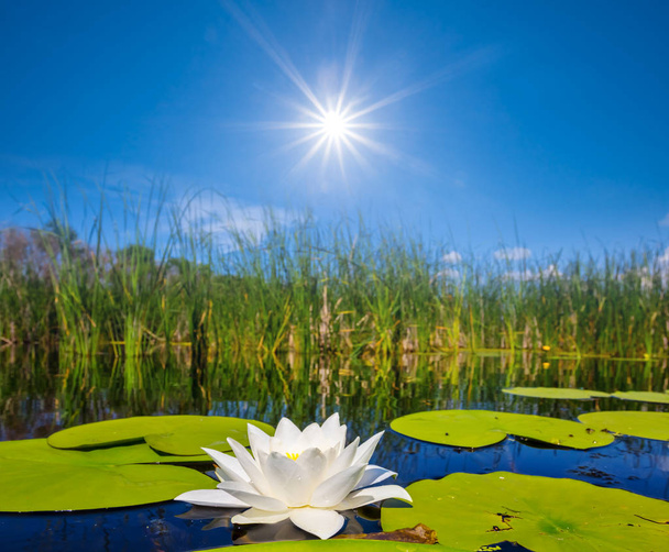 Sommer-Flussszene, weiße Lilie, die auf einem Wasser unter einer glitzernden Sonne schwimmt - Foto, Bild