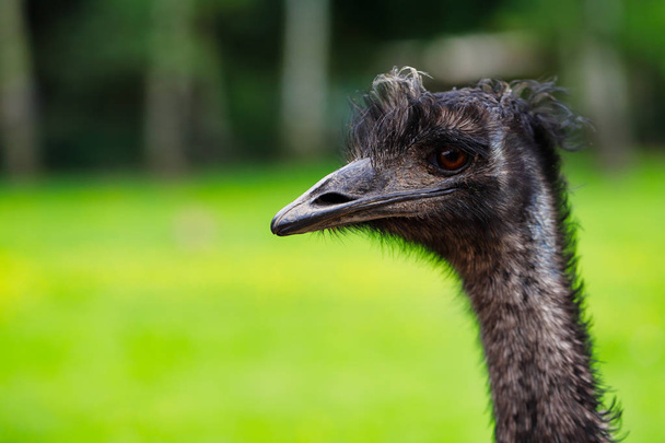 Close-up do Emu australiano (Dromaius novaehollandiae), vista da cabeça de um Emu. Fotografia da natureza e da vida selvagem
. - Foto, Imagem