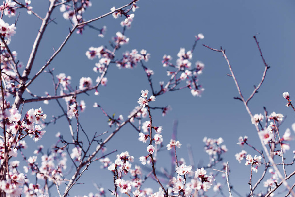 Frühlingsrand oder Hintergrundkunst mit rosa Mandelblüten, schöne Naturszene mit blühendem Baum, Himmel an einem sonnigen Ostertag. Frühlingsblumen in Spanien, Europa - Foto, Bild