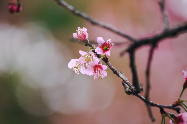 Prunus cerasoides jsou krásné růžové v přírodě. Na severu Thajska květu během ledna - února - Fotografie, Obrázek