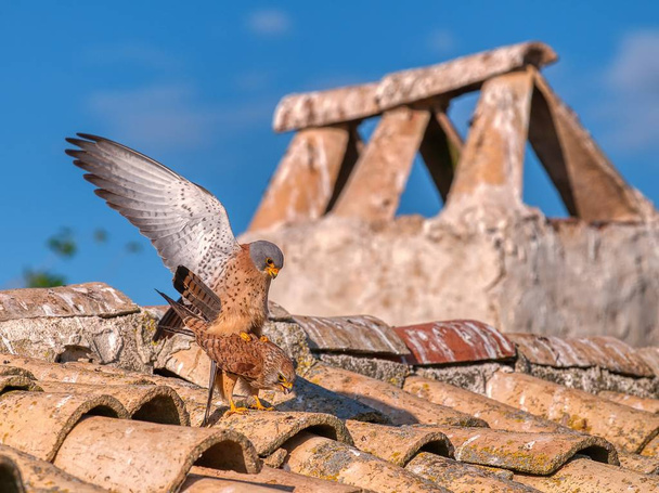 Male and female of Lesser kestrel copulating. - Photo, Image