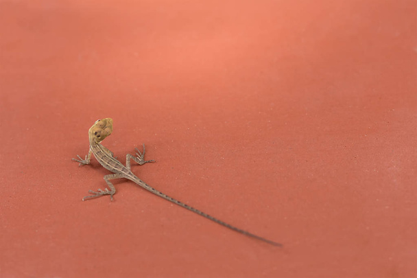 Маленькая коричневая милая ящерица большие глаза с длинным хвостом геккон тропических животных Азии Таиланда и Вьетнама
 - Фото, изображение