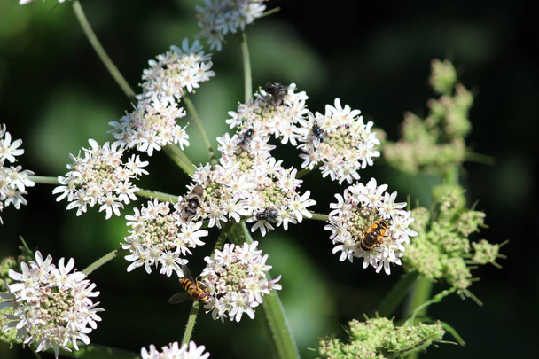 Pszczoła na krowo pietruszka w parku Hitland w Nieuwerkerk aan den Ijssel w Holandii - Zdjęcie, obraz
