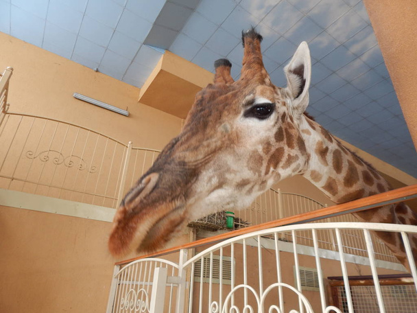 Giraffe indoor head and foot details - Foto, Imagem