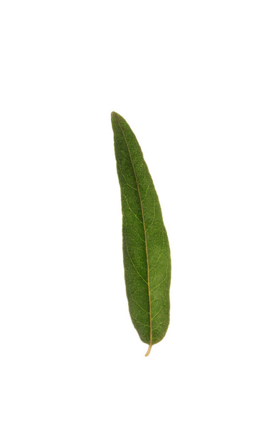 One fresh juicy olive leaves isolated on white - Фото, изображение
