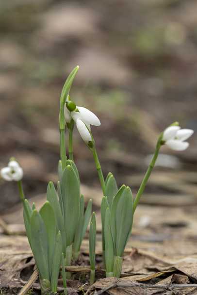 Snowdrop flowers - Galanthus nivalis close up with selective focus. - Photo, Image