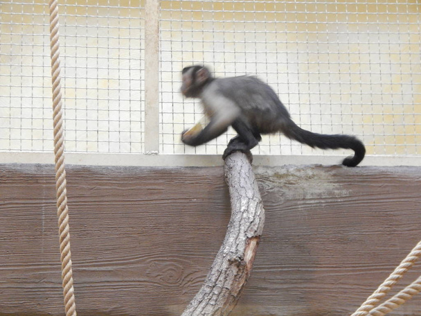 Affen in der Voliere spielen - Foto, Bild