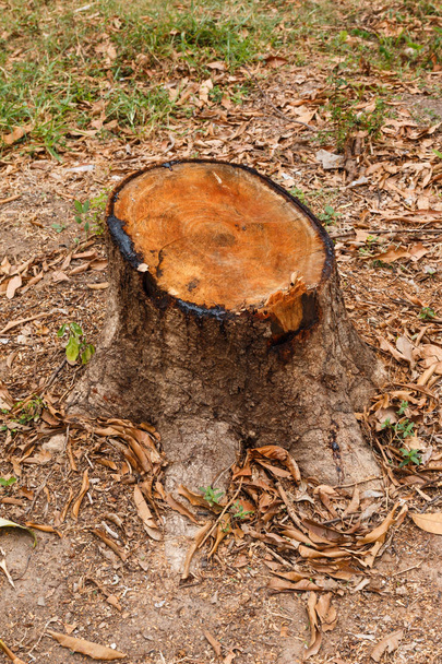 Mango tree stump w lesie - Zdjęcie, obraz